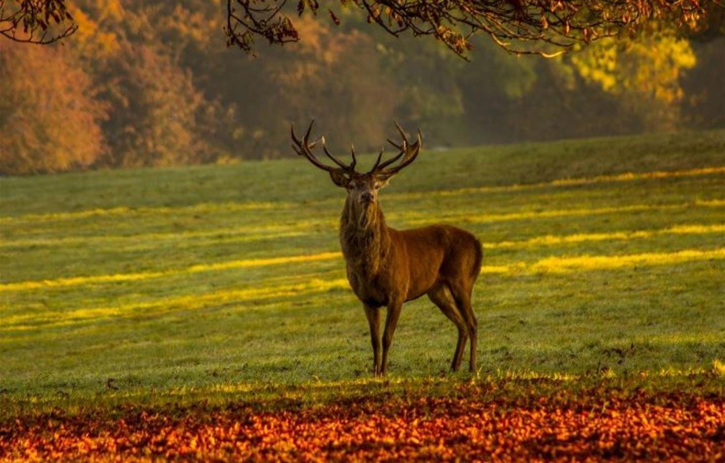 Gite Ker Sologne Chambord Huisseau-sur-Cosson ภายนอก รูปภาพ